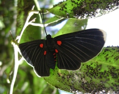 Melanis acroleuca acroleuca