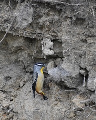 Pardalotus punctatus