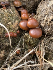 Deconica