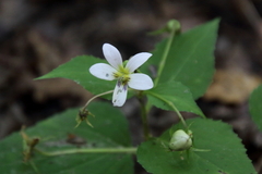 Viola canadensis