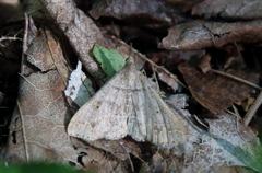 Renia flavipunctalis