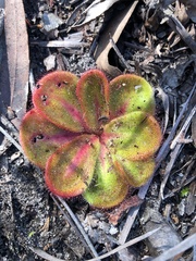 Drosera collina