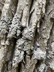 Physconia subpallida