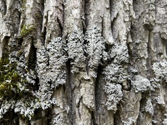 Physconia subpallida