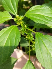 Magnoliopsida