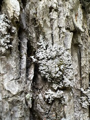 Physconia subpallida