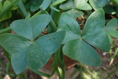 Oxalis