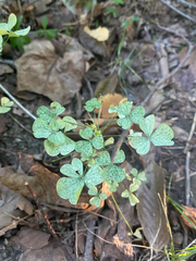 Oxalis