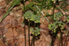 Allium tricoccum