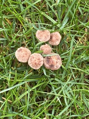 Agrocybe pediades