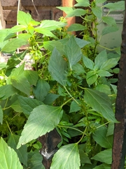 Magnoliopsida