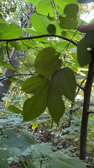 Morus rubra