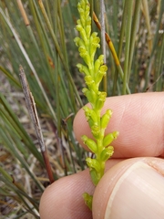 Microtis parviflora