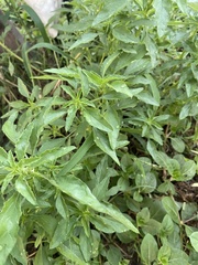Amaranthus polygonoides
