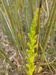 Microtis parviflora