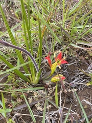 Babiana ringens australis