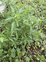 Amaranthus polygonoides