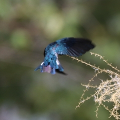 Collocalia esculenta