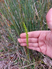 Microtis parviflora