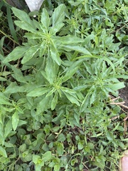 Amaranthus polygonoides