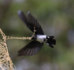 Collocalia esculenta