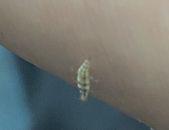 Meromyza