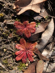 Drosera rosulata