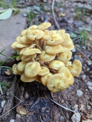 Desarmillaria tabescens