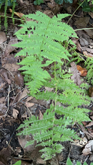 Amauropelta noveboracensis