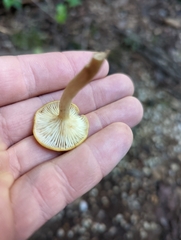 Desarmillaria tabescens