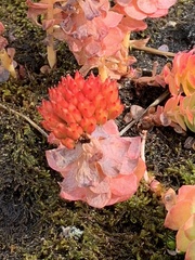 Rhodiola rosea