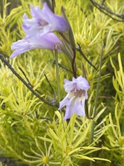 Gladiolus gracilis