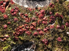 Drosera rosulata