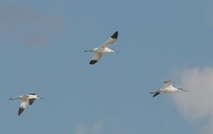 Recurvirostra avosetta