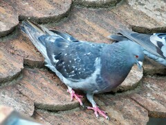 Columba livia domestica