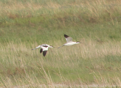 Recurvirostra avosetta