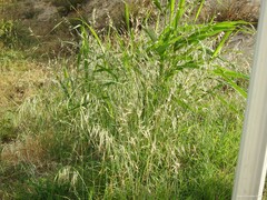 Bromus diandrus