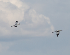 Recurvirostra avosetta