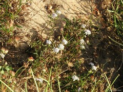 Anthyllis vulneraria