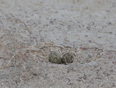 Recurvirostra avosetta