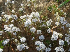 Iberis procumbens