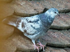 Columba livia domestica