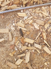 Ocypus olens