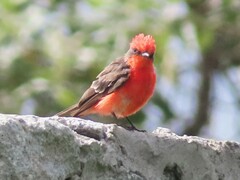 Pyrocephalus rubinus