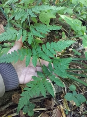 Dryopteris expansa