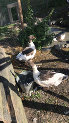 Anser anser domesticus