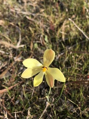 Thelymitra antennifera