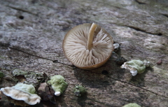 Entoloma formosum