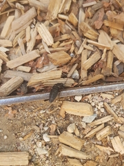 Ocypus olens
