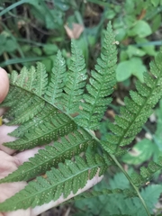 Dryopteris expansa